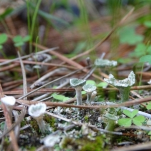 Cladonia sp. (genus) at Isaacs, ACT - 7 Apr 2020