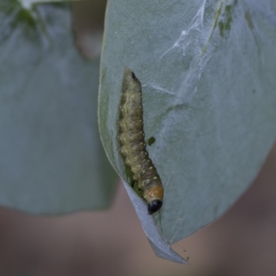 Aglaopus pyrrhata (Leaf Moth) at Scullin, ACT - 8 Apr 2020 by AlisonMilton