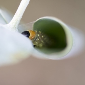 Aglaopus pyrrhata at Scullin, ACT - 8 Apr 2020