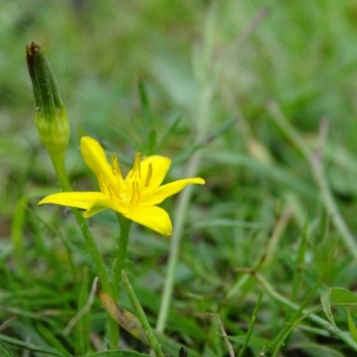 Hypoxis hygrometrica var. villosisepala (Golden Weather-grass) at Isaacs, ACT - 7 Apr 2020 by Mike