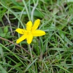 Hypoxis hygrometrica var. villosisepala at Isaacs, ACT - 7 Apr 2020