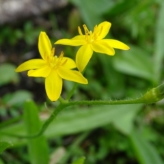 Hypoxis hygrometrica var. villosisepala at Isaacs, ACT - 7 Apr 2020