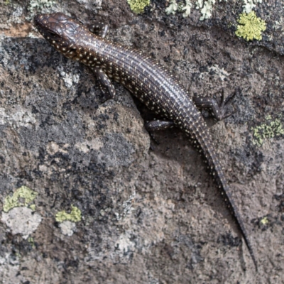 Egernia cunninghami (Cunningham's Skink) at Rossi, NSW - 7 Apr 2020 by SthTallagandaSurvey