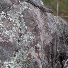 Egernia cunninghami at Rossi, NSW - 7 Apr 2020