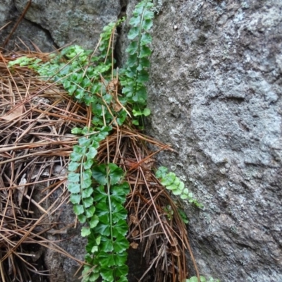 Asplenium flabellifolium (Necklace Fern) at Isaacs Ridge and Nearby - 7 Apr 2020 by Mike