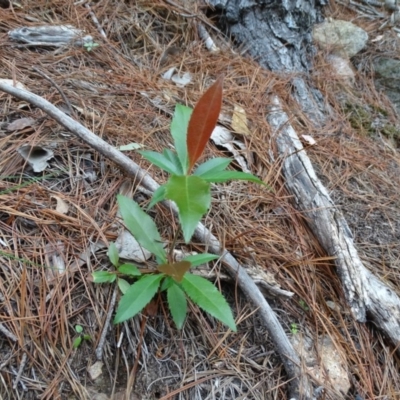 Photinia serratifolia (Chinese Photinia) at Isaacs Ridge and Nearby - 7 Apr 2020 by Mike