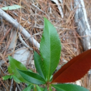 Photinia serratifolia at Isaacs Ridge and Nearby - 7 Apr 2020 04:19 PM