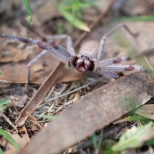 Sparassidae (family) at Rossi, NSW - 11 Mar 2020