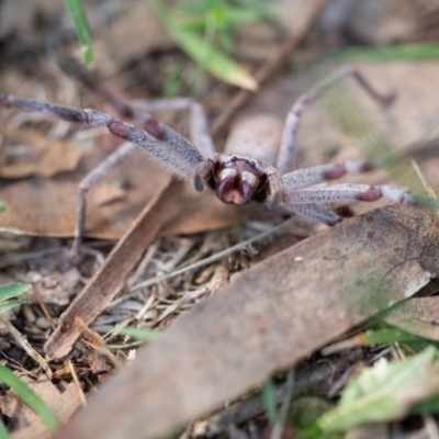 Sparassidae (family) (A Huntsman Spider) at QPRC LGA - 11 Mar 2020 by SthTallagandaSurvey