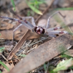 Sparassidae sp. (family) (A Huntsman Spider) at Rossi, NSW - 11 Mar 2020 by SthTallagandaSurvey