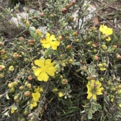 Hibbertia obtusifolia (Grey Guinea-flower) at Nicholls, ACT - 8 Apr 2020 by walter