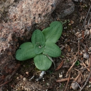 Diplodium truncatum at Conder, ACT - suppressed