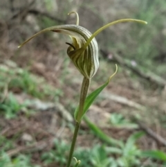 Diplodium laxum (Antelope greenhood) at Tuggeranong Hill - 8 Apr 2020 by dan.clark