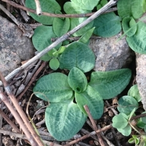 Diplodium laxum at Theodore, ACT - 8 Apr 2020