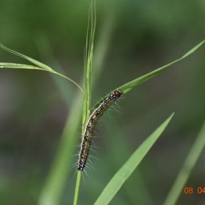 Uresiphita ornithopteralis (Tree Lucerne Moth) at Weston, ACT - 8 Apr 2020 by AliceH