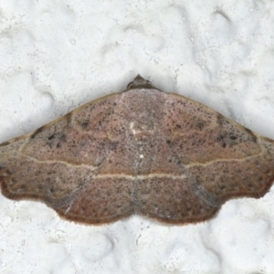 Sophta concavata at Ainslie, ACT - 7 Apr 2020 08:59 PM