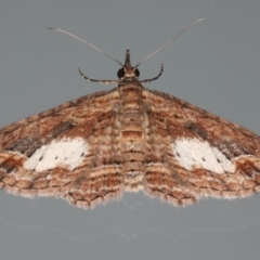Chloroclystis filata (Filata Moth, Australian Pug Moth) at Ainslie, ACT - 7 Apr 2020 by jbromilow50