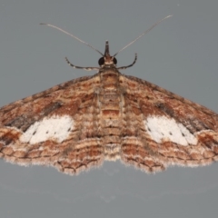 Chloroclystis filata (Filata Moth, Australian Pug Moth) at Ainslie, ACT - 7 Apr 2020 by jb2602