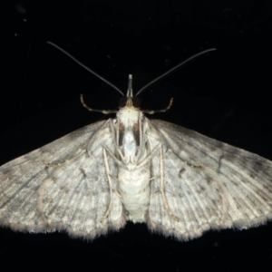 Chloroclystis filata at Ainslie, ACT - 7 Apr 2020