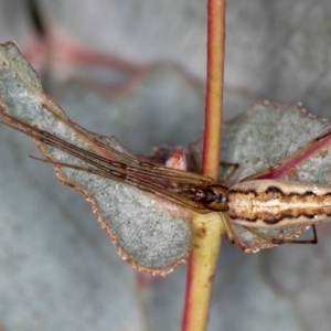 Tetragnatha sp. (genus) at Dunlop, ACT - 5 Apr 2012 03:53 PM