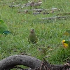 Polytelis swainsonii (Superb Parrot) at Hughes, ACT - 8 Apr 2020 by JackyF