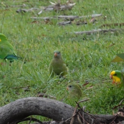 Polytelis swainsonii (Superb Parrot) at Hughes Grassy Woodland - 8 Apr 2020 by JackyF