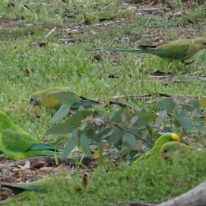 Polytelis swainsonii at Hughes, ACT - 8 Apr 2020