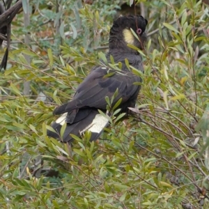 Zanda funerea at Hughes, ACT - 8 Apr 2020