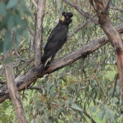 Zanda funerea at Hughes, ACT - 8 Apr 2020