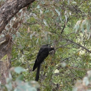 Zanda funerea at Hughes, ACT - 8 Apr 2020