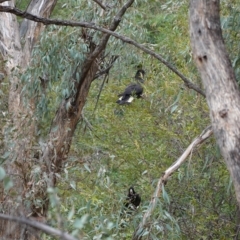 Zanda funerea at Hughes, ACT - 8 Apr 2020