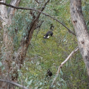 Zanda funerea at Hughes, ACT - 8 Apr 2020