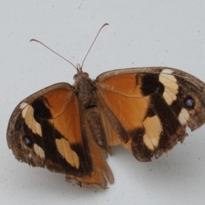 Heteronympha merope at Hughes, ACT - 8 Apr 2020