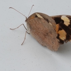 Heteronympha merope at Hughes, ACT - 8 Apr 2020