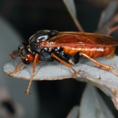 Pergagrapta gravenhorstii (Pergagrapta gravenhorstii) at Ainslie, ACT - 7 Apr 2020 by jb2602