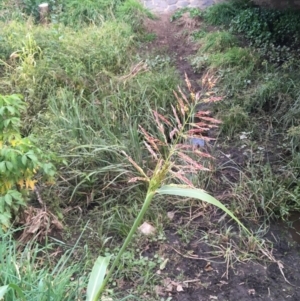 Sorghum halepense at McKellar, ACT - 8 Apr 2020 05:19 PM