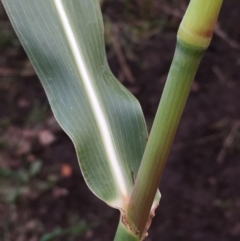 Sorghum halepense at McKellar, ACT - 8 Apr 2020 05:19 PM