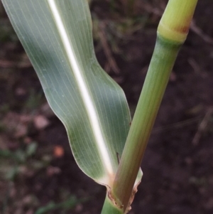 Sorghum halepense at McKellar, ACT - 8 Apr 2020