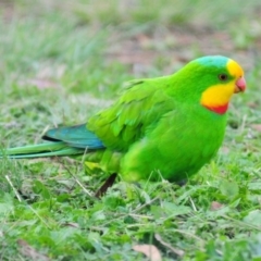 Polytelis swainsonii (Superb Parrot) at Bruce, ACT - 8 Apr 2020 by Harrisi