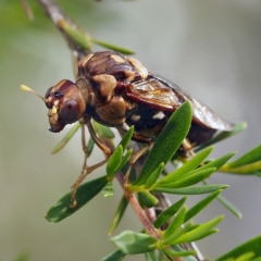 Pergagrapta polita (Sawfly) at Hackett, ACT - 28 Mar 2020 by David