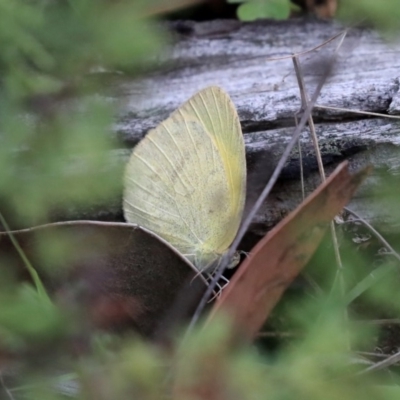 Eurema herla (Pink Grass-yellow) at The Pinnacle - 7 Apr 2020 by AlisonMilton