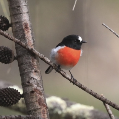 Petroica boodang (Scarlet Robin) at Dunlop, ACT - 7 Apr 2020 by Alison Milton