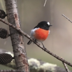 Petroica boodang (Scarlet Robin) at The Pinnacle - 7 Apr 2020 by Alison Milton