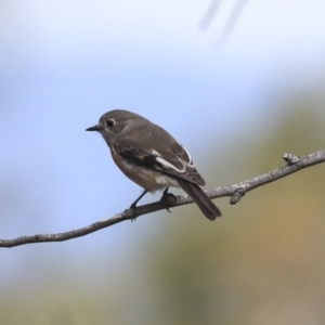 Petroica boodang at Dunlop, ACT - 7 Apr 2020 01:24 PM