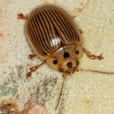 Paropsisterna intacta (Eucalyptus Leaf Beetle) at Dunlop, ACT - 14 Jan 2013 by Bron