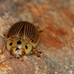 Paropsisterna intacta at Dunlop, ACT - 15 Jan 2013