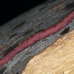 Lepidoptera unclassified IMMATURE (caterpillar or pupa or cocoon) at Majura, ACT - 8 Apr 2020 by jb2602