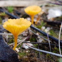 Lichenomphalia chromacea (Yellow Navel) at Block 402 - 8 Apr 2020 by trevorpreston