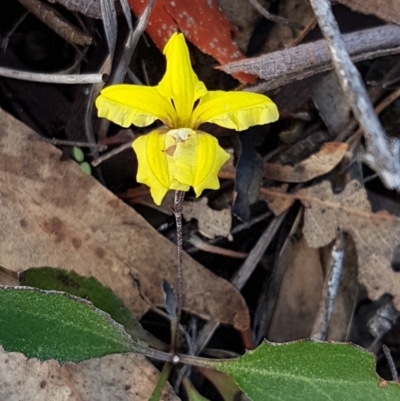 Goodenia hederacea subsp. hederacea (Ivy Goodenia, Forest Goodenia) at Block 402 - 8 Apr 2020 by trevorpreston