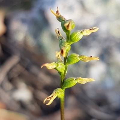 Corunastylis clivicola (Rufous midge orchid) at Block 402 - 8 Apr 2020 by trevorpreston